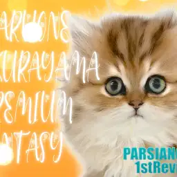 【 ペルシャ 】ドールフェイス！猫界のプレミアムクイーン降臨！