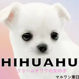 【 チワワ 】タレ耳は今だけ?タレ目は一生?クリームチワワの女の子が登場!