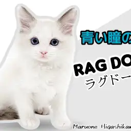 【 ラグドール 】整った顔立ちとクールな青い瞳!美猫なラグドール男の子!