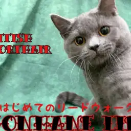 【 ブリティッシュショートヘア 成長ログ】猫散歩！初めてのリードウォークに挑戦！