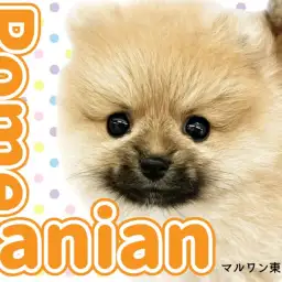 【 ポメラニアン 】たぬき系もこぐま系も可愛い！ダブル王道な最強ポメの女の子