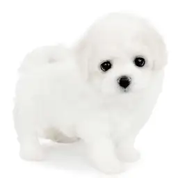 ビションフリーゼ