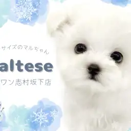 【 マルチーズ 】純白の天使降臨！小さめサイズの癒し系マルチーズ入店！