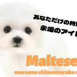 【 マルチーズ 】小柄で雪の様に白い永遠のアイドルはあなただけの推しの子!