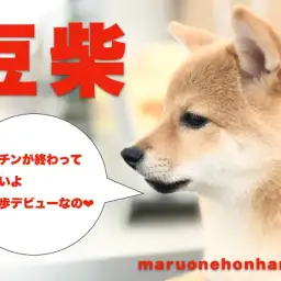 【 豆柴 】念願のお散歩デビューにドッキドキのマメちゃんに密着！