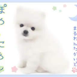 【 ポメラニアン 】圧倒的なプレミアムビジュアル！小さめサイズの美少年が新登場！