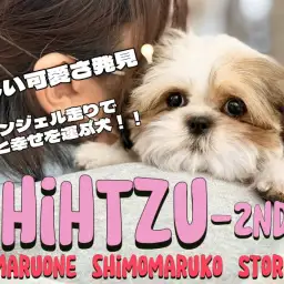 【 シーズー 】エンジェル走り炸裂!お顔も性格も可愛さ倍増中の2ndブログ!