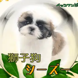 【 シーズー 】最強マイペース犬！ムッチリシーズーちゃんの登場です！