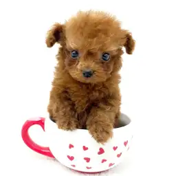 トイ・プードル