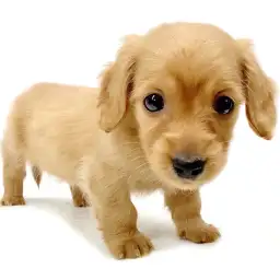 ミニチュア・ダックスフント