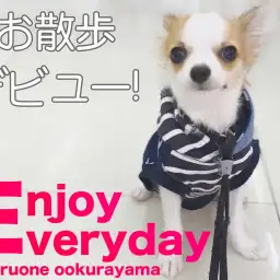 【 チワワ 】ドキドキのお散歩デビュー記念！日々楽しくトレーニング！