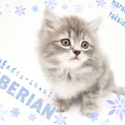 【 サイベリアン 】初心者さんにも多頭飼いにもオススメ！魅惑のボリュームCat！