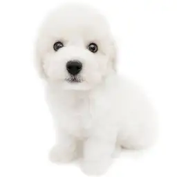 ビションフリーゼ