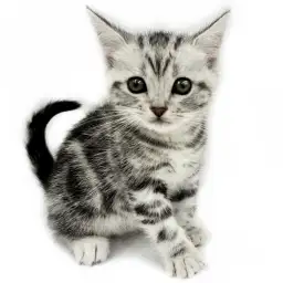 アメリカンショートヘア