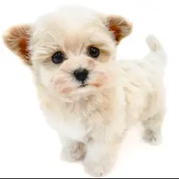 MIX（マルチーズ×トイプードル）