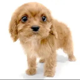 MIX（キャバリアキングチャールズスパニエル×トイプードル）