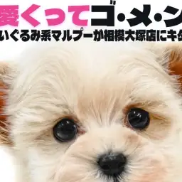 【 MIX 】耳と短足がチャームポイントのマルプーはアニメキャラの様な可愛らしさ