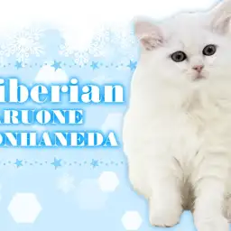 【 サイベリアン 】少しずつ好奇心が芽生えてきたクリームホワイトの男の子！