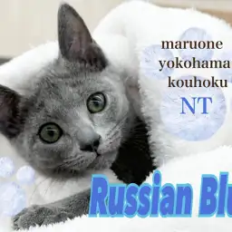 【 ロシアンブルー 】遊ぶの大好き!アッシュグレーのスレンダーボディ