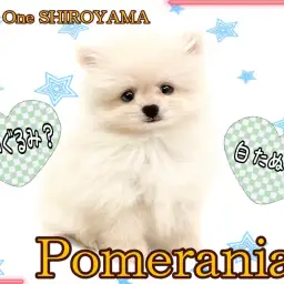 【 ポメラニアン 】朗報です！！理想の白ポメちゃんがやってきました！
