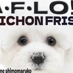 【 ビションフリーゼ 】可愛さの集大成!大きな瞳に丸いフォルムが愛らしい女の子