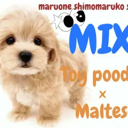 【 MIX 】人気の最前線を走る!ゆるふわカールが可愛らしい存在感抜群のマルプー