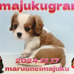 【 イマジュクグラム 】速報！ブレンハイムのキャバリアの女の子が聖地に降臨！