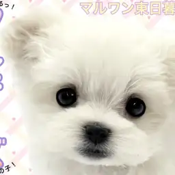 【 マルチーズ 】小さめサイズでお顔も可愛い!マグカップマルチーズ!