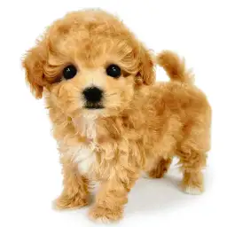 MIX（マルチーズ×トイプードル）