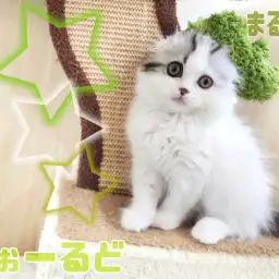 【 スコティッシュフォールド 】レアカラー!個性的な姿&甘えんぼな性格に夢中!