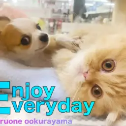 【 スコティッシュフォールド 】フレンドトレーニング!お相手はワンコ?!