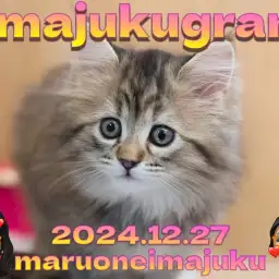 【 イマジュクグラム 】爆毛ブラウンタビーの被毛が美しいサイベリアンの女の子！