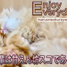 【 スコティッシュフォールド 】甘えん坊度ナンバーワン!爆音のゴロゴロ音に悶絶!