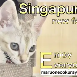 【 シンガプーラ 】はじめまして!大倉山店にあたらしく仲間入りしたニャ!
