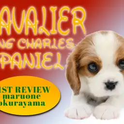 【 キャバリア 】性格の良さはピカイチ！濃いめのブレンハイムのもっちりボディ！