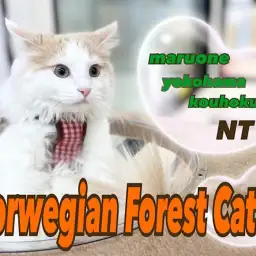 【 ノルウェージャンフォレストキャット 】ノルウェー君、生後5ヶ月の成長記録!