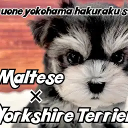 【 MIX 】人見知りゼロ!超フレンドリーなぬいぐるみ感満載のミックス犬