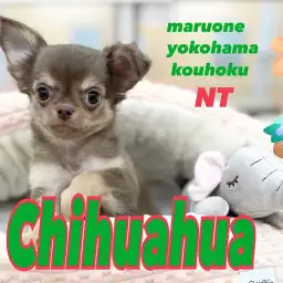 【 チワワ 】人気チョコタンカラーの元気印のイケメンBOY