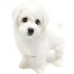 ビションフリーゼ