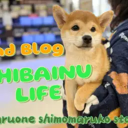 【 柴犬 】母性溢れる女の子!忠犬に向けて成長中の2ndブログ