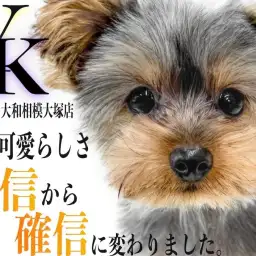 【 ヨークシャーテリア 】初心者も安心！可愛さサイズが自信から確信に変わりました