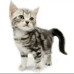 アメリカンショートヘア