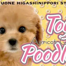 【 トイプードル 】愛情表現爆発アイドル！究極の癒し系アプリコットの女の子