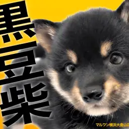 【 豆柴 】ツンとデレのギャップにキュンすること間違いなし！待望の黒豆柴！