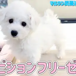 【 ビションフリーゼ 】ぬいぐるみのような癒し効果抜群の白い天使が埼玉に登場