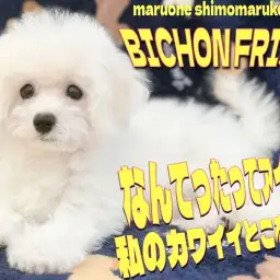 【 ビションフリーゼ 】可愛さ溢れるアイドルアフロ!モデル犬も夢じゃない?