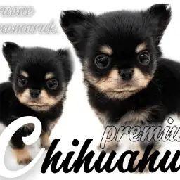 【 チワワ 】入店時体重500g!全てがプレミアム級の逸材、全方向美男子が君臨!