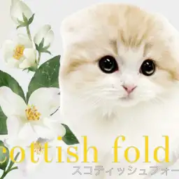 【 スコティッシュフォールド 】希少な垂れ耳長毛!クリームカラーの優しい男の子