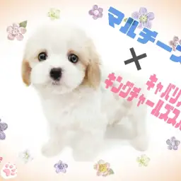 【 マルチーズ×キャバリア 】最強ビジュアルは必見！激レアMIXマルキャバ降臨！