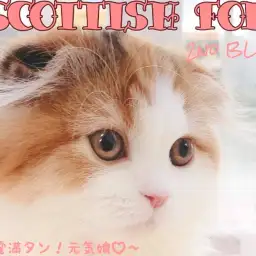 【 スコティッシュフォールド 】元気っ娘プレミアムスコちゃんの生後100日報告!